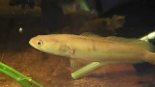 Channa Striata Albino (Striped Snakehead) - Eating Cockroach