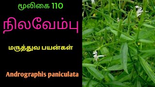 நிலவேம்பு மூலிகை|Andrographis paniculata|Nilavembu herbal plant|