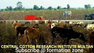 پاکستان میں کیتنیی تعداد ہے مویشیوں کی۔Livestock position in Pakistan