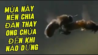 Mùa này chia đàn đến bao giờ thì dừng
