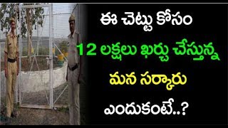 Government Spending 12 Lakhs Just For One Tree | ఈ చెట్టుకోసం 12 ల‌క్ష‌లు ఖ‌ర్చుచేస్తున్న స‌ర్కారు