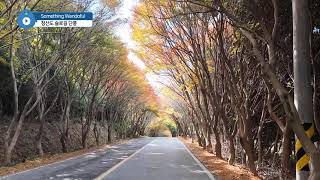 (섬씽 완도풀) 청산도 슬로길 단풍 Wandoful Road to Cheongsando #청산도 #단풍길 #슬로길 #국화리 #지리