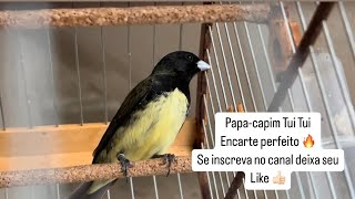 Papa Capim Tui Tui encarte seu Coleiro