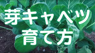 芽キャベツの育て方【栽培】【葉かき】【追肥】【結球】