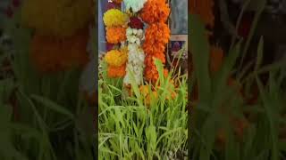 🙏घटस्थापना विसर्जन 🙏 Navratri Ghatasthapana Visarjan || नवरात्री घट विसर्जन