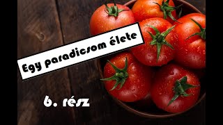 Egy paradicsom élete – 6. rész: Épül az üvegház!