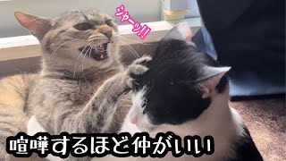 喧嘩するほど仲がいい Good friends cats are fighting.