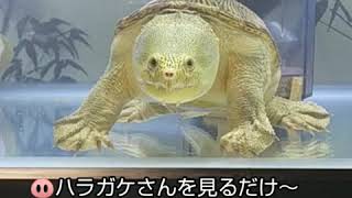 Englishsubscribe ハラガケさん👍️　だらだらしとります。Video just to see the Narrow-bridged musk turtle.