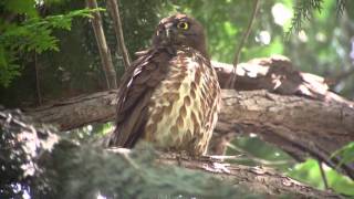 野鳥撮影・ アオバズク　Brown hawk owl