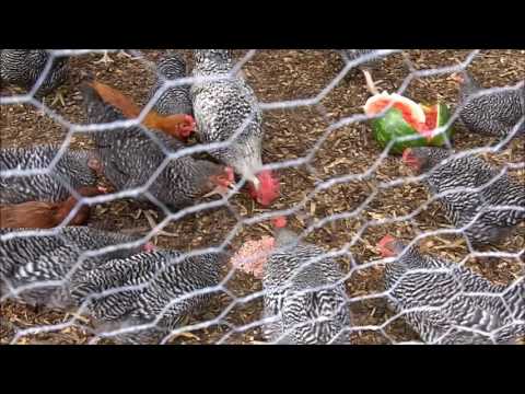 Feed Your Chickens for FREE! Feed Your Chickens for FREE!