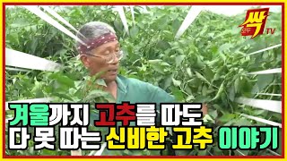 EP 25.  모두싹TV! MoDoo Ssak TV!  [hot pepper] 고추를 따도 따도 다 못 따는 고추농사 스토리! 전북 김제 고추농법