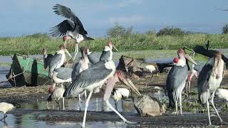 lake Dembel,oromia, Ethiopia , birds,nature, watching Ethiopian beauty ,East Africa