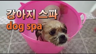 [강아지 미용 Dog Beauty] 강아지 스파 반신욕 하기 dog spa , lhasa apso