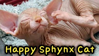 Happy Sphynx Cat Compilation : Hairless Cat : חתול ספינקס