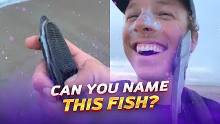 This Fish Can Stick to Anything