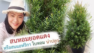 สนหอมยอดแดง หรือสนแอฟริกา ใบหอม น่าปลูก | เปิดโลกออนไลน์ Ep.102 | Aranya Channel