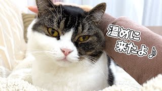 寒すぎて凍えているママを温めに来た優しい息子猫！