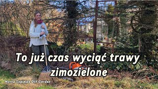 To już czas wyciąć trawy zimozielone.