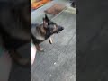 シェパード犬　コミュニケーションツール ボール遊び 屋根 キャッチャー