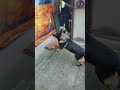 シェパード犬　コミュニケーションツール ボール遊び 屋根 キャッチャー