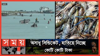 নিষেধাজ্ঞা অমান্য করে চলছে বাগদা-গলদা চিংড়ি আহরণের মহোৎসব | Bhola Shrimp Fish | Somoy TV