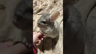 チンチラとの握手会はこちらです#chinchilla #チンチラ