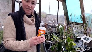 Looking after Citrus lemon in winter