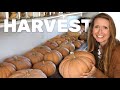 300lb Winter Squash Harvest, Prepping for 75 Chicks, and Adding Ends Walls on our Tunnel