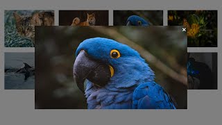 Create a Responsive Image Gallery using HTML, CSS, and JavaScript | Step-by-Step Tutorial