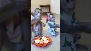 Lovely monkey gathering eating Apple fruits #8