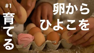 卵からひよこを育てる【孵化♯１】