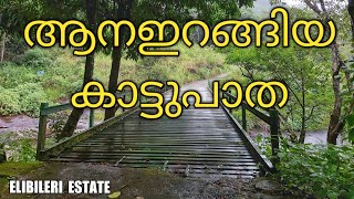 ആന ഇറങ്ങിയ  കാട്ടു പാത wayanad/Elibiler Estate