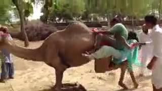 Funny clip - falling from the camel