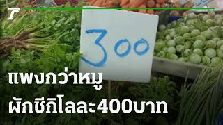 แพงกว่าหมู ผักชีกิโลกรัมละ 400 บาท | 29-10-64 | ข่าวเย็นไทยรัฐ