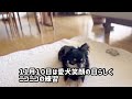 やっぱりハウスはできなかった… ブラックタンチワワの麦 チワワ ＃ベルドック 犬