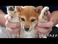 【豆柴ポン太くん】生後81日 家族になって１ヶ月の成長　記念動画①　shiba inu puppy