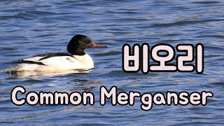 비오리 Common Merganserㅣ겨울철새ㅣKorean Bird