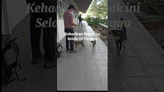 Luarbiasa! Kehadiran nya Selalu Ditunggu Kucing #shorts