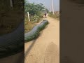 anaconda snake chase again 🐍😱 shorts snake