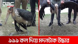 বিশালাকার এক  পাখি পাওয়া গেল কুড়িগ্রামে | DBC NEWS Special