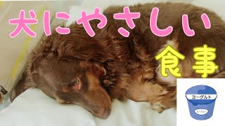 ミニチュアダックス。さつまいもとアップルヨーグルト！犬にやさしい食事