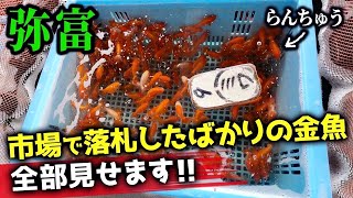 【豪華‼︎金魚】プロの目利きで卸売問屋が選んだ最高品質の国産金魚そして海外金魚も勢揃い‼︎全国に出荷される貴重な映像も必見‼︎