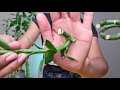 easy lucky bamboo propagation how to cut lucky bamboo dracaena sanderiana propagation