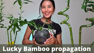 Easy Lucky Bamboo propagation | How to cut Lucky Bamboo | Dracaena sanderiana propagation