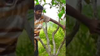 পিনিক জামাই #vairalvideo #funny #unfreezemyaccaunt