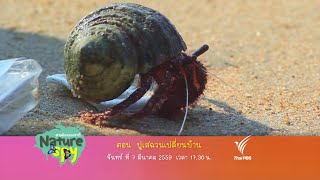 Nature Spy สายลับธรรมชาติ : ปูเสฉวนเปลี่ยนบ้าน (7 มี.ค.59)