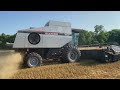 gleaner r62 combining wheat in 2023