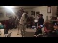 dancing horse