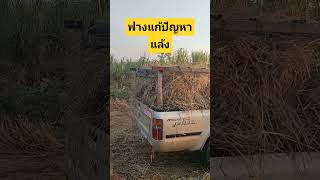 ฟางคลุมดินรักษาความชื้น ลดต้นทุนเพิ่มผลผลิต