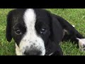 american staffy x german wired haired pointer pups